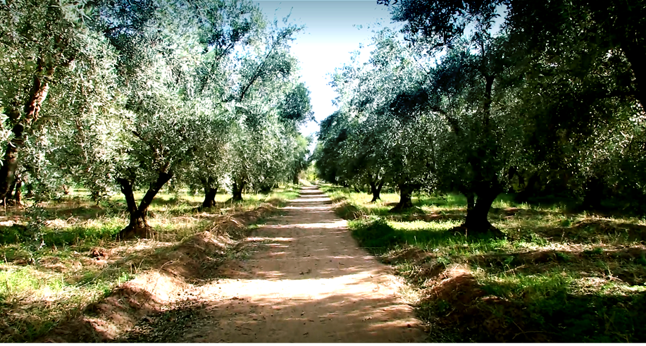 Biodani Premium Olive Oil